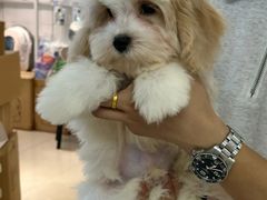 -翊宠yipet猫狗购宠庄园犬舍•猫舍