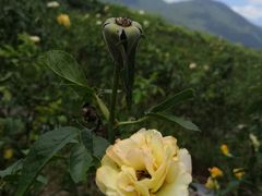 -亚龙湾国际玫瑰谷