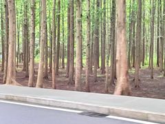 -日照海滨国家森林公园