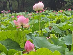 -西南交通大学(九里校区)