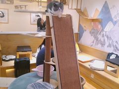 -滚猫咖啡·猫咖·猫友好撸猫(未来城店)