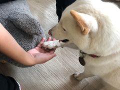 -柴犬高等学院·狗咖·柴犬售卖·宠物训练