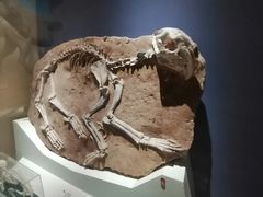 -国家自然博物馆