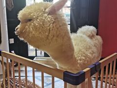 -猫色咖啡·猫咖