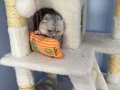 -喵的天空名猫咖啡馆·撸猫·猫舍·用品