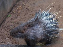 -青藏高原野生动物园