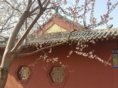 -桃花堤公园