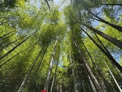 -午潮山国家森林公园