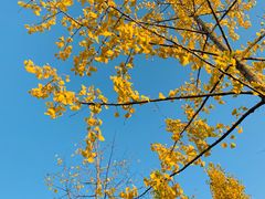 -汉长安城未央宫国家考古遗址公园