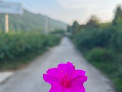 -青林口古镇