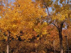 -大兴滨河森林公园