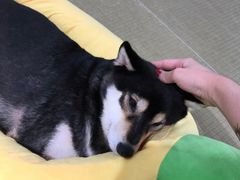 -逗柴咖啡屋·狗咖猫咖宠物桌游
