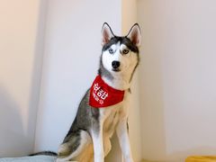 -Husky Go! 哈士奇体验馆·宠物咖啡厅狗咖