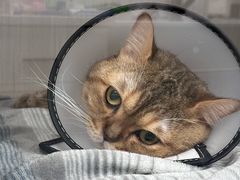 -博特宠物医院24h犬猫全科.骨科·异宠