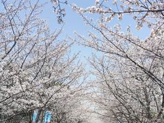 -高东镇樱花园