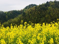 -灵山景区梯田