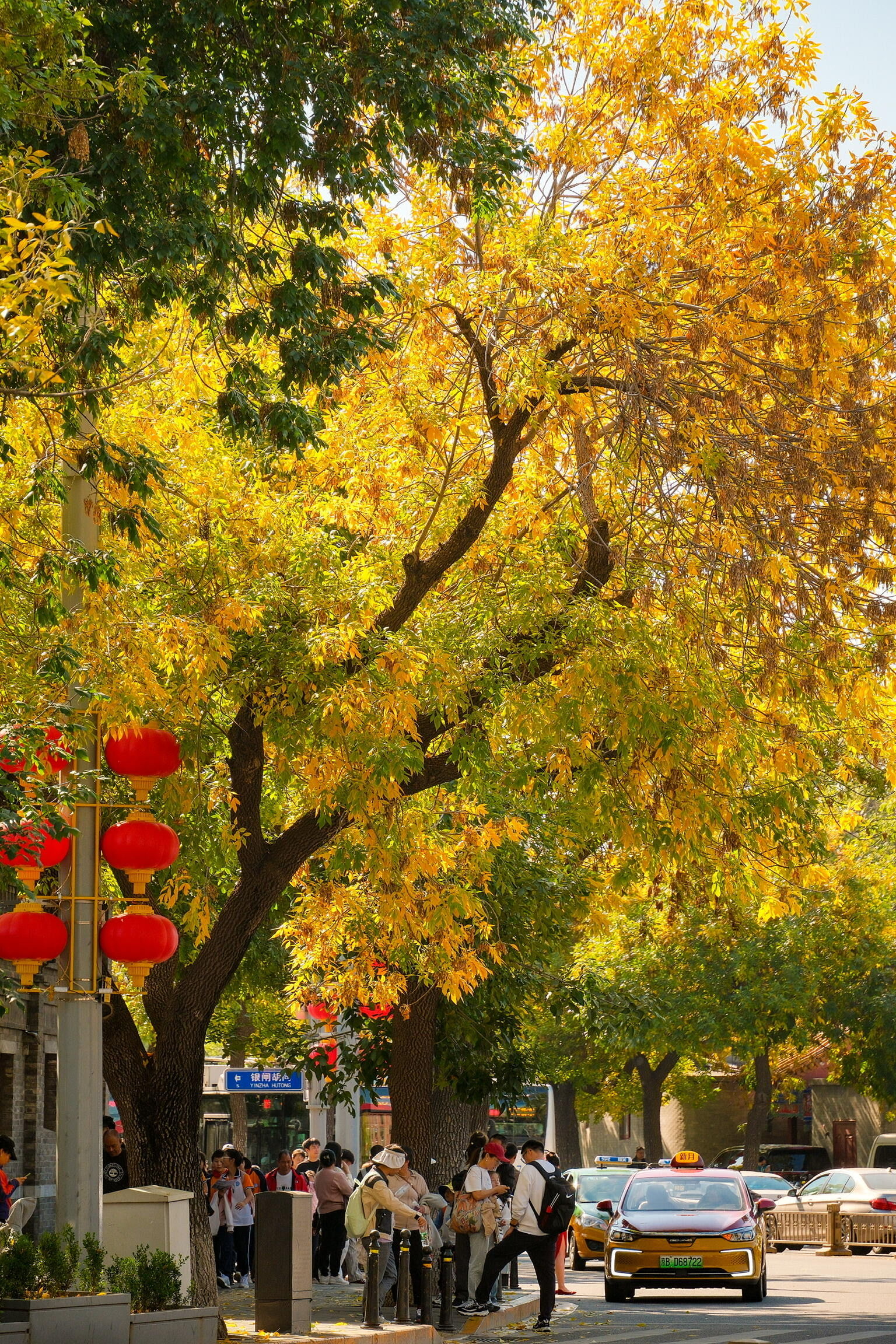 8五四大街实拍!秋天来了!🍂