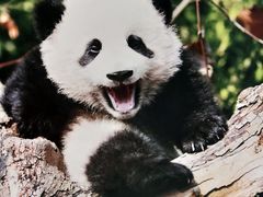 -红星兔丁(武侯祠店)