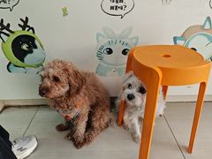 -全心全意连锁动物医院·微创中心·内科急重症·心脏专科(丰管路店)