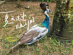 -西双版纳原始森林公园