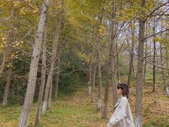 -千年银杏谷文化旅游区