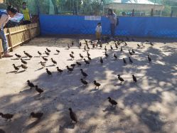 -萌宠亲子动物乐园(槐房万达店)