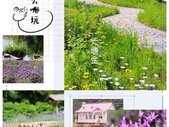 -大塘金香草谷