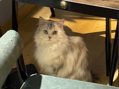 -Meowの猫咖(万家丽店)