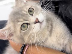 -唐小姐の猫狗洗护·购宠旗舰店(周浦万达店)
