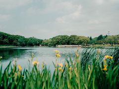 -五缘湾湿地公园
