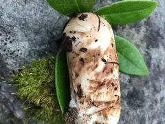 -三锅莊·牦牛肉火锅·香格里拉特色藏餐宴请餐厅(昆明创始店)
