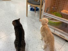 -喵园·猫主题咖啡厅·撸猫·猫咖(国贸店)