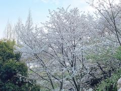 -苏州上方山国家森林公园