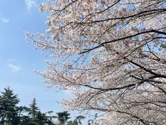 -武汉大学-樱园