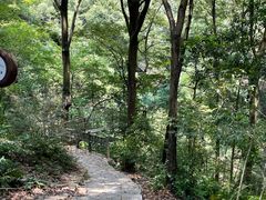 -衢州大荫山丛林飞越探险乐园