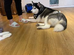 -Husky Go! 哈士奇体验馆·宠物咖啡厅狗咖