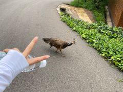 -云南野生动物园