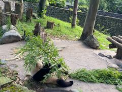 -都江堰中华大熊猫苑
