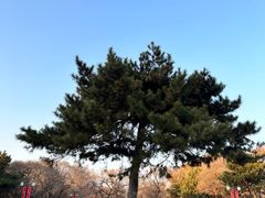 -北陵公园
