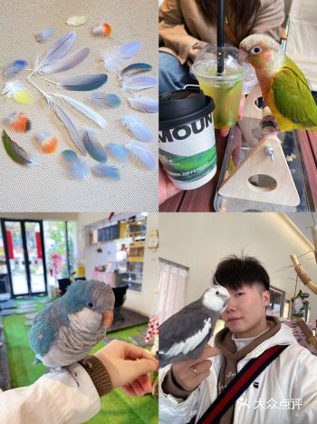 宝藏鹦鹉咖啡店 第一次来关于鹦鹉主题的咖啡店