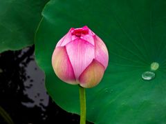 -荷塘月色湿地公园·向阳花洲