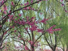 -桃花堤公园