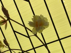 -小厨娘淮扬菜(六合欢乐港店)