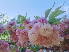 -莲花池公园