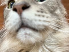 -楼上猫咖(罗湖店)