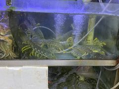 -凤城康记饭店