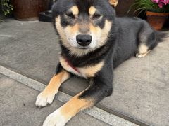 -青桃餐厅