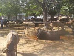 -横沥牛庄(总店)