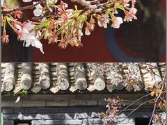-洛阳白马寺