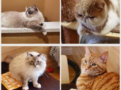 -滚猫咖啡·猫咖·猫友好撸猫(未来城店)